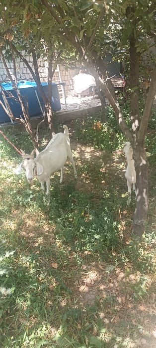 Она бола эчки сотилади Продам козу с козлёнком (дойная + малыш), здоро