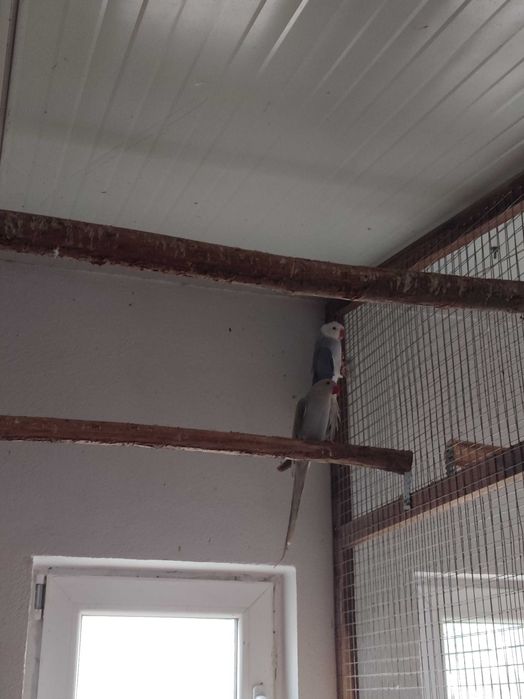 Micul și Marele Alexandru