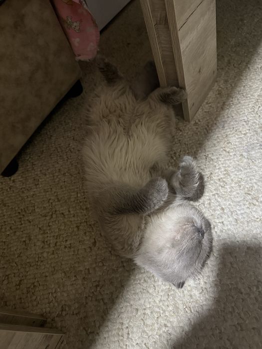 Скоттиш фолд шатландец