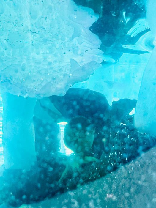 Qisqichbaqa+akvarium+aksasuar