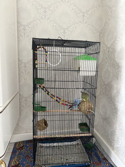 Попугай с клеткой