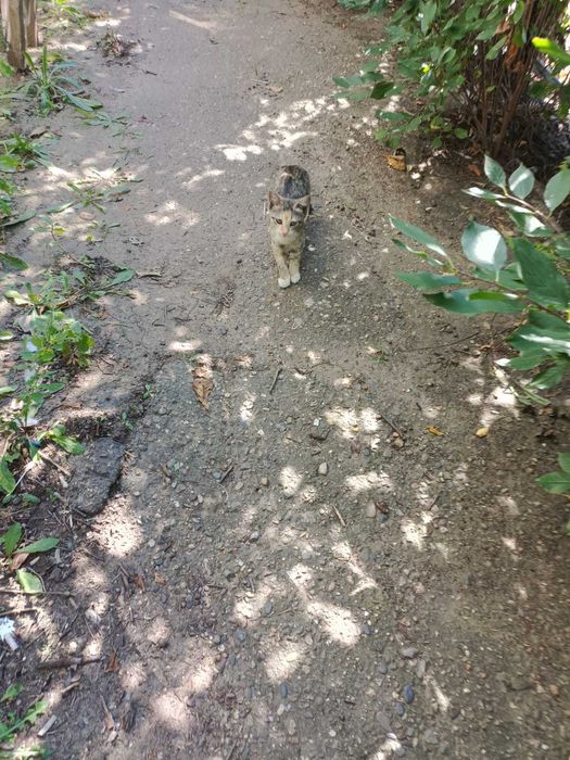 SOS Котята ищут дом