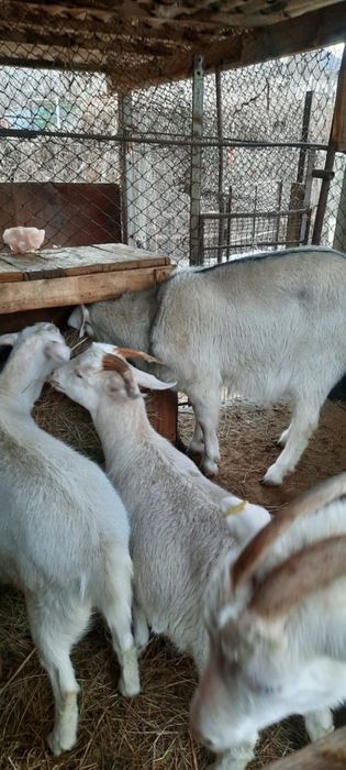 Зааненские козы