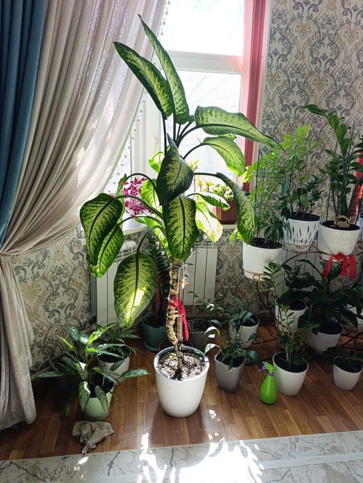 Цветы очень хорошо выста 1.5