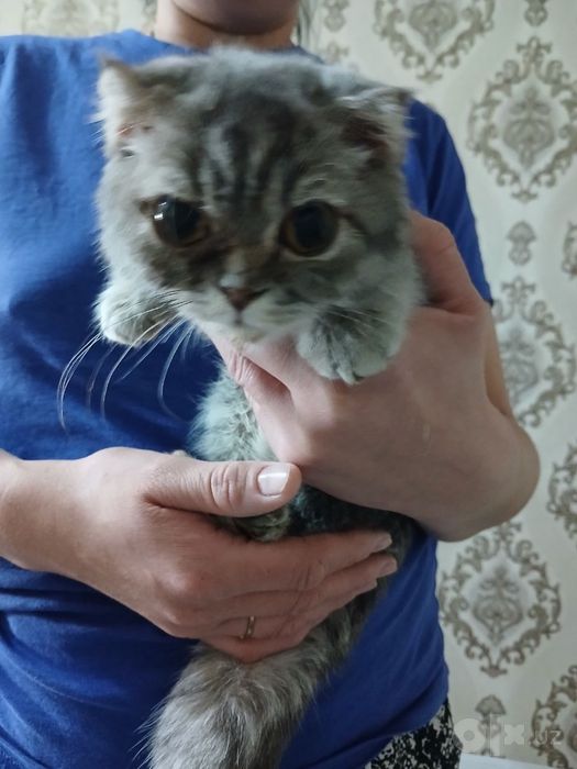 Продаю котёнка СРОЧНО!!! 600 000 тыс
