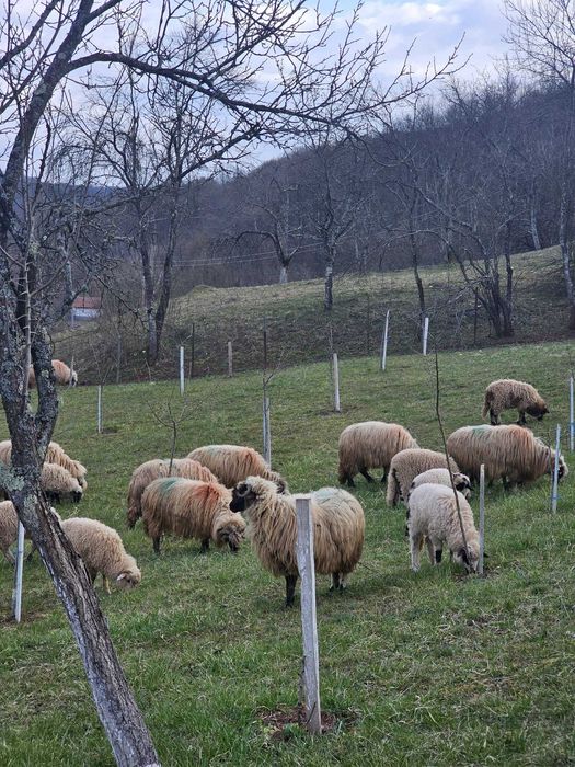 30 de Oi cu miei
