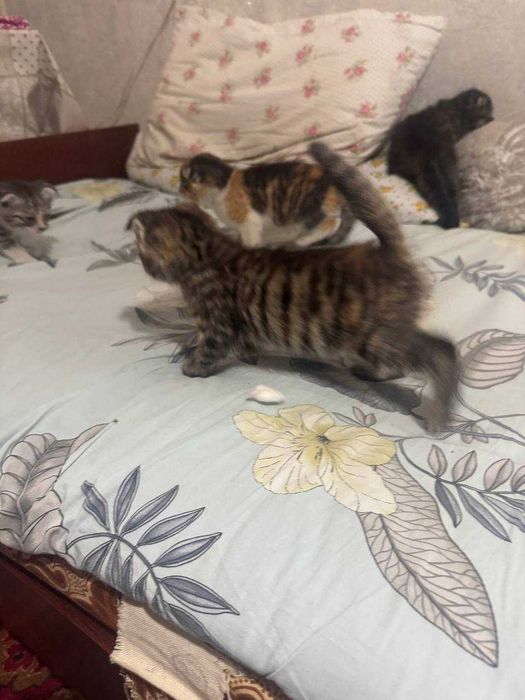 Отдам даром котят, в хорошие руки, вислоухие (британцы)
