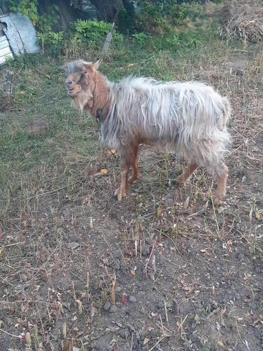 Țap ciut carpatin pentru montă
