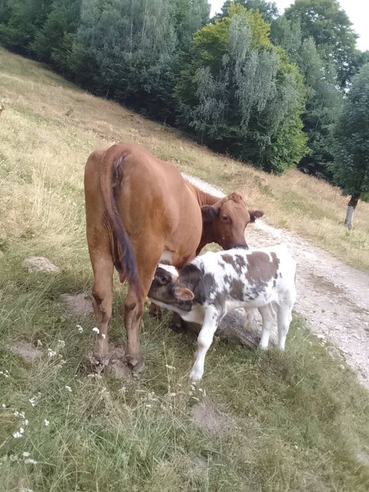 Vand vaca cu vitel