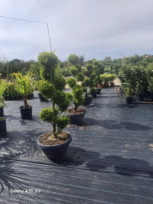 Vând plante ornamentale