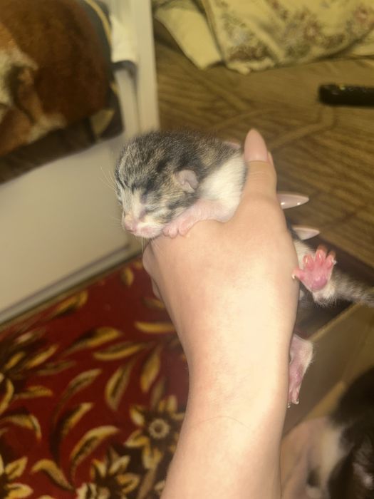 Новорожденные котята
