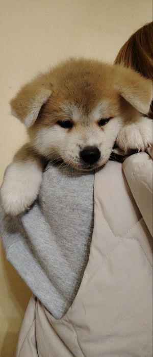 Японская Акита Ину (сука)