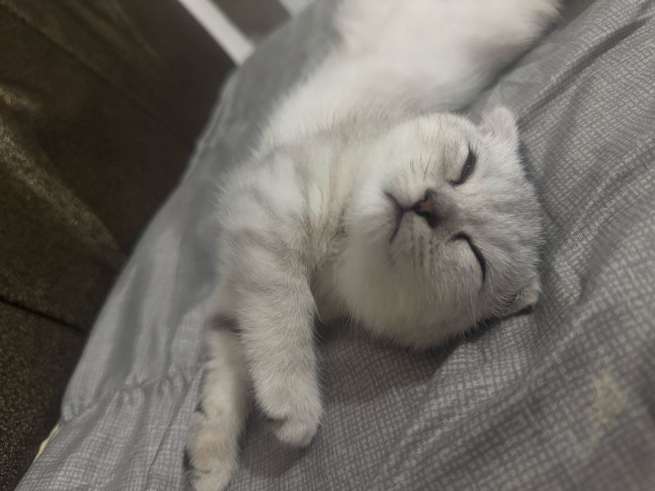 Шотландский вислоухий котёнок