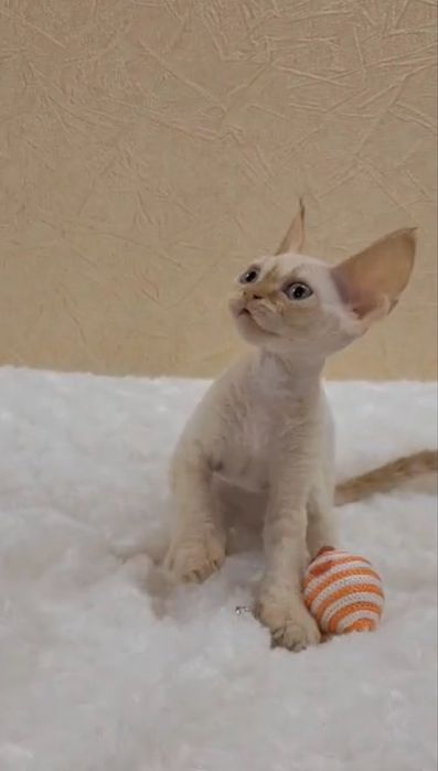 Девон-рекс котята в Алматы!