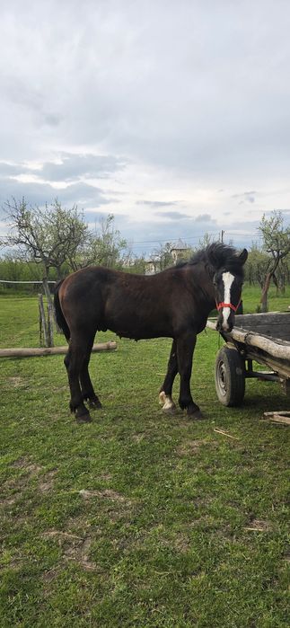 Mânz de vânzare      .