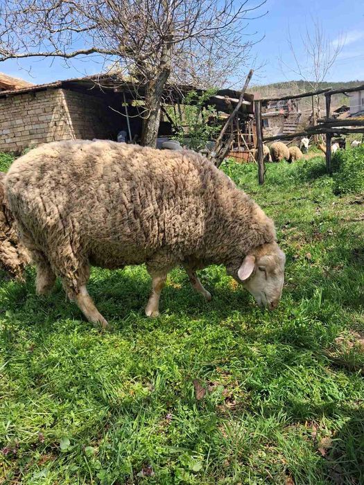 Овце и два коча цена по договаряне