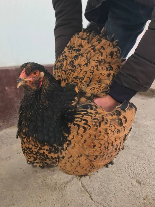 Brama zolota Joja tovuq donasi 500000