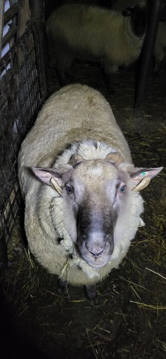 Berbec  rasa țigaie