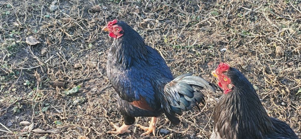 Combatant indian urias si pitic