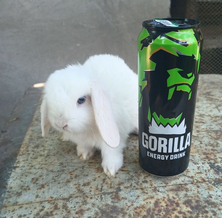 Продаются кролики карликовой породы