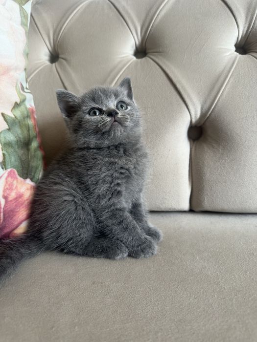 Fetita British shorthair