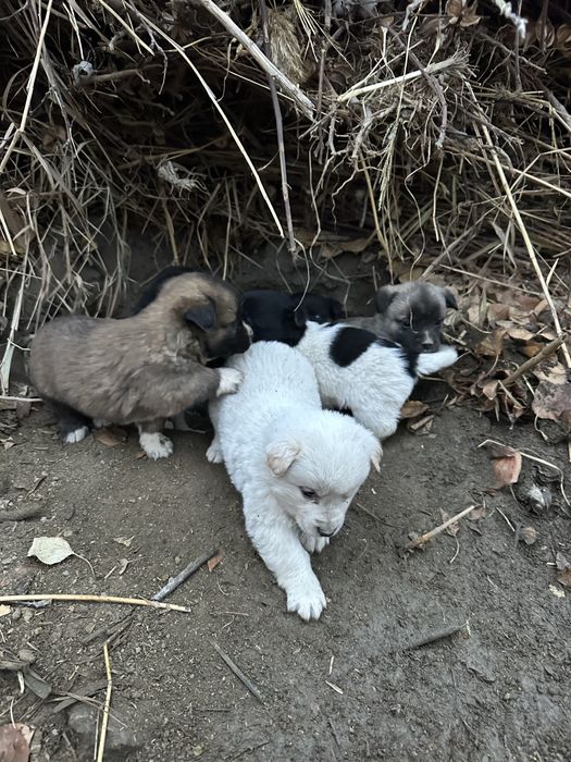 Kuchuk bolalari sotiladi zoti toza Erkak va ayoli ham bor