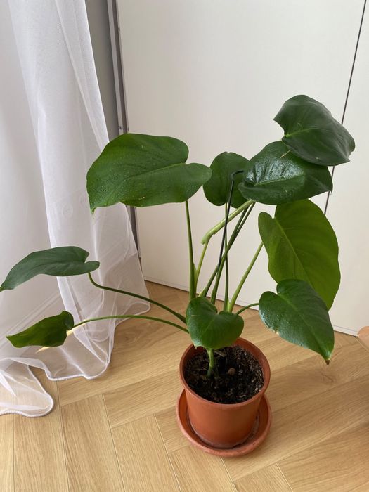 Monstera monstera