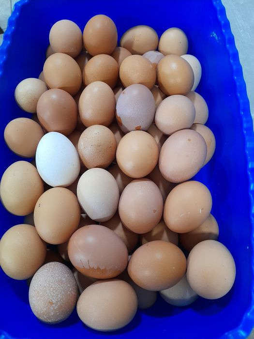 Tuxum qo'yib turgan tovuqlar sotiladi