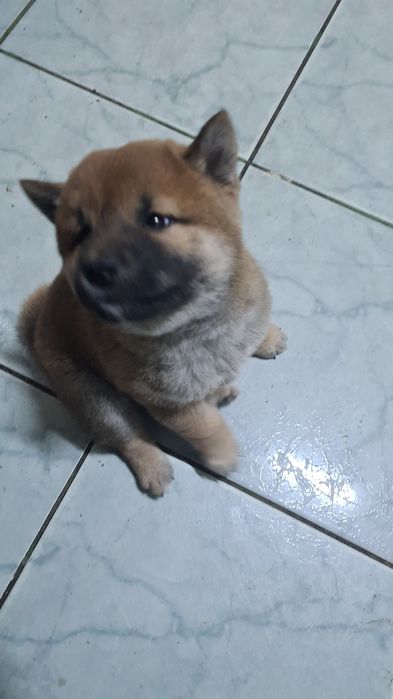 Baiat shiba inu maro