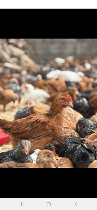 Pui rasa mixta  1.2/1.3 kg cu certificat de sănătate