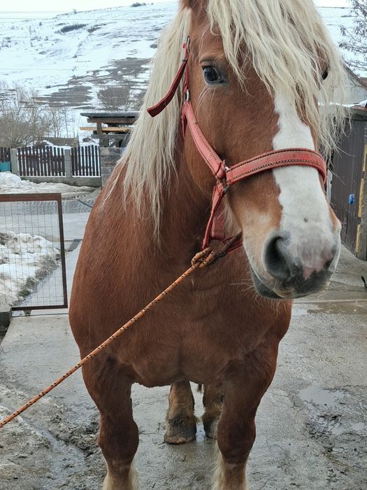 De vânzare iapa gestanta