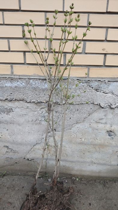 Көшеттер Ағаштар Расада бар