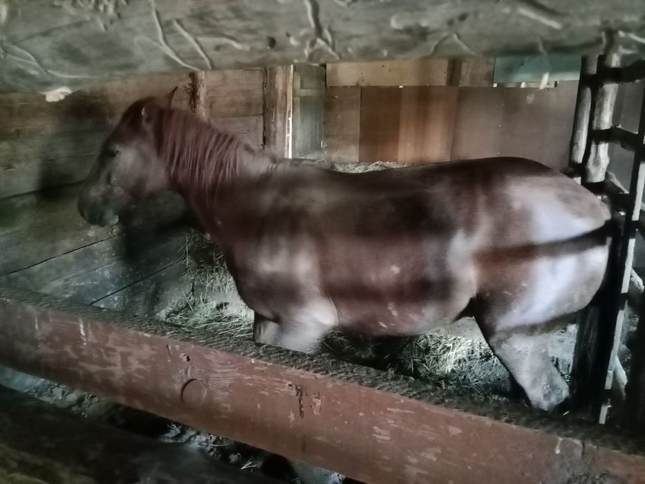 Байтал семиз ,3 ай семиртуде