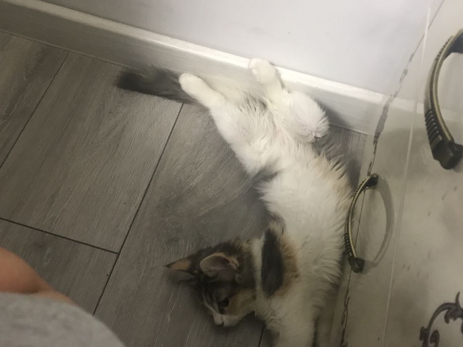 3 айлық мысық біз үшін кішкентай жақсы қарай алатын жан болса тапсыр