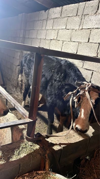 Сиырлар сатылады 500.000 нан