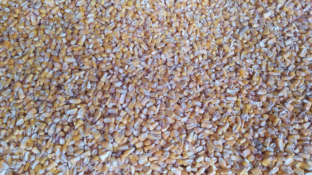 Grau (panificatie) 1.3 lei/kg, Sahateni, Buzau