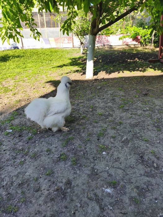 Cocosi Mătase Japoneza și Strumski