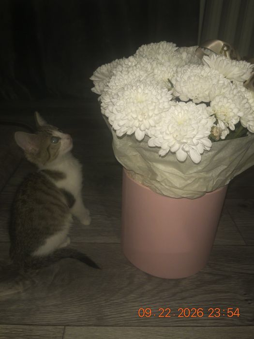 котенок в добрые руки