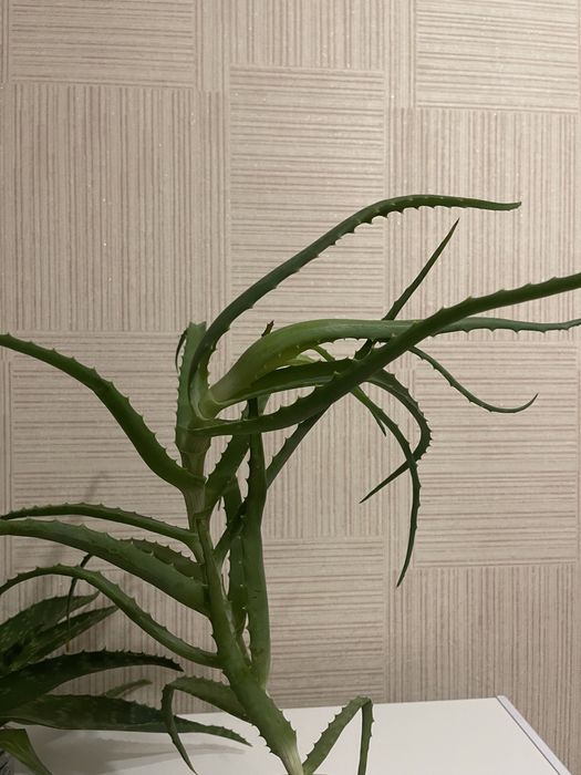 продам алоэ столетник