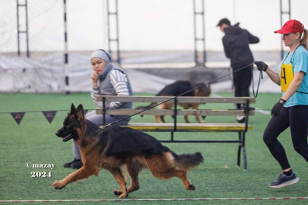 Длинношерстный немец на вязку