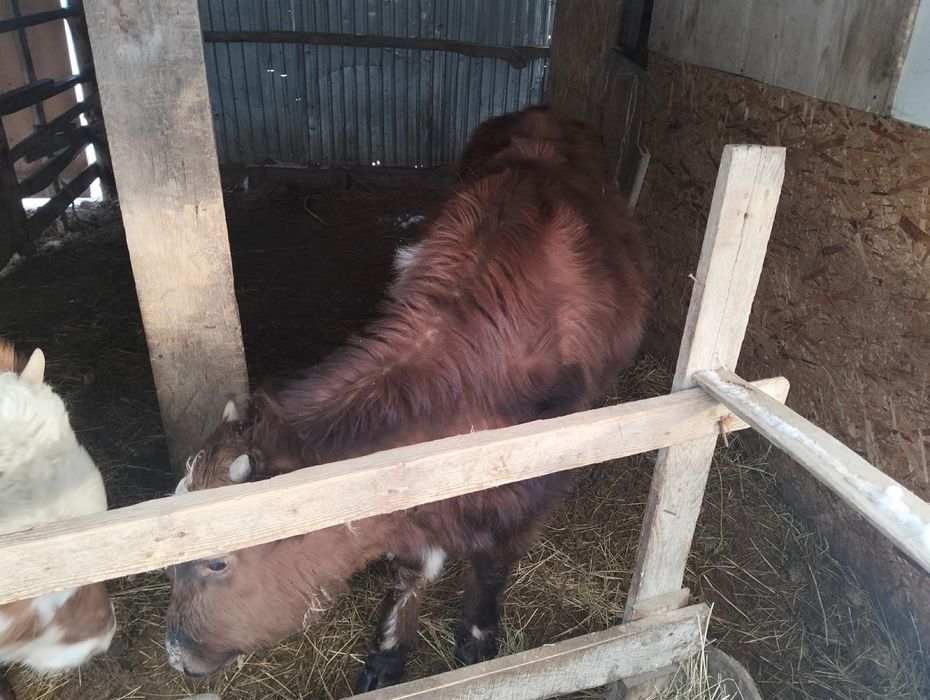 Баспак   сатылады,  село Кызыл балык. Атырау