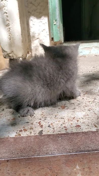 Отдам котят 1,5 месяцев