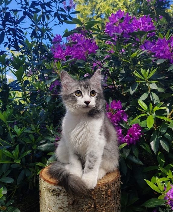 Котята в добрые руки! 3-4 месяца.