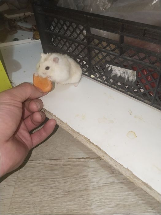 Хомяк ,1 год..парень.юркий,добрый,смелый