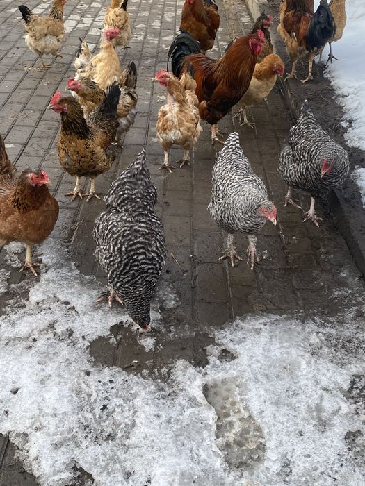 Продам кур и петехов