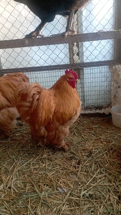 Кохинхин палевых.