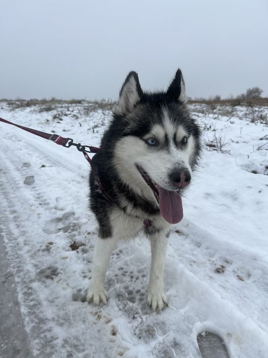 Продам породистую Хаски