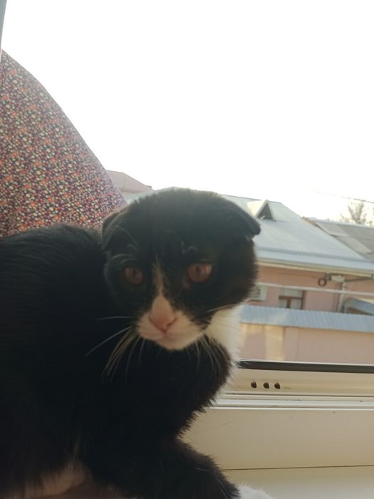 Шотландский вислоухий котёнок