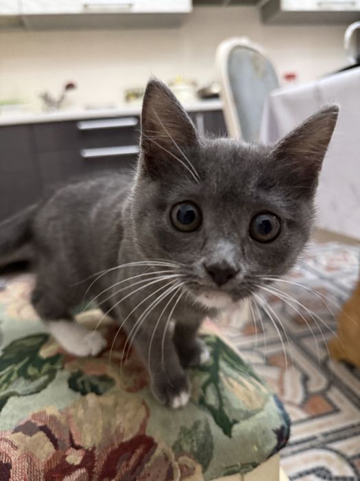 Обученные котята