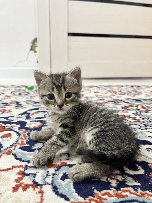 Котенки из 4 за 5000тг продам